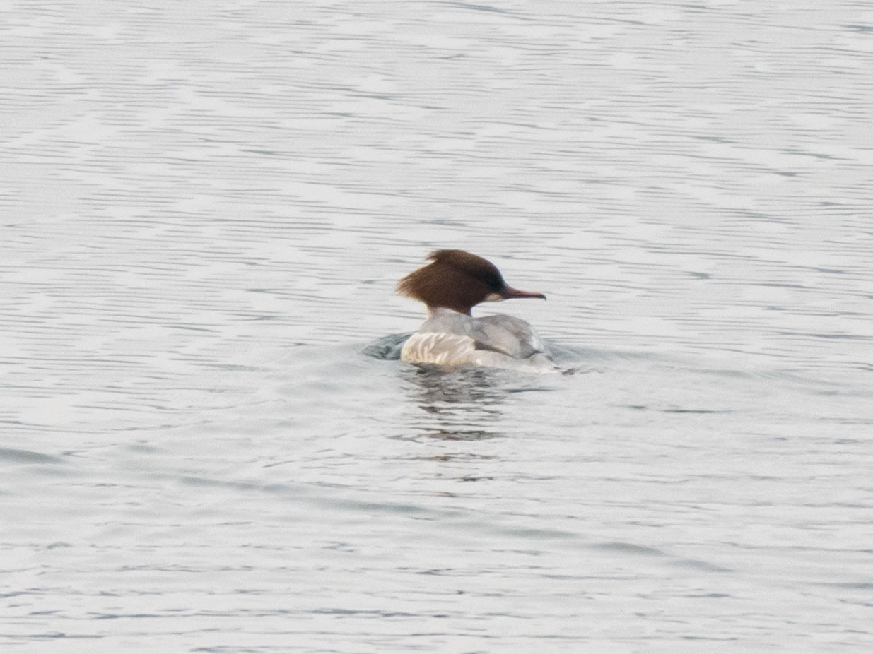 Common Merganser