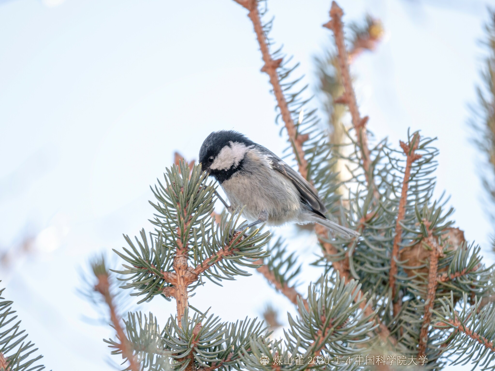 Coal Tit