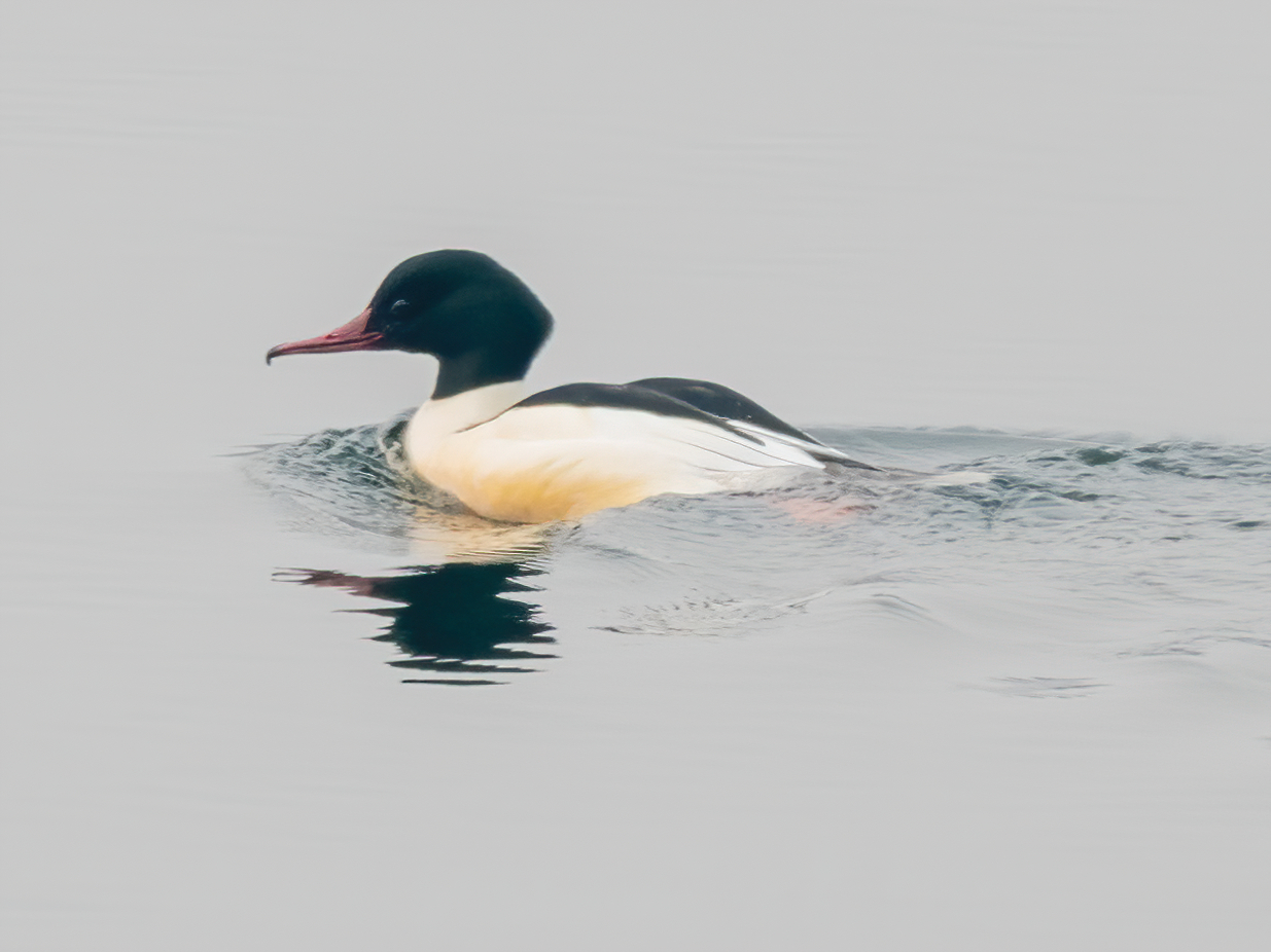 Common Merganser