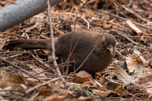 Plain Laughingthrush (Pterorhinus davidi), photo 7