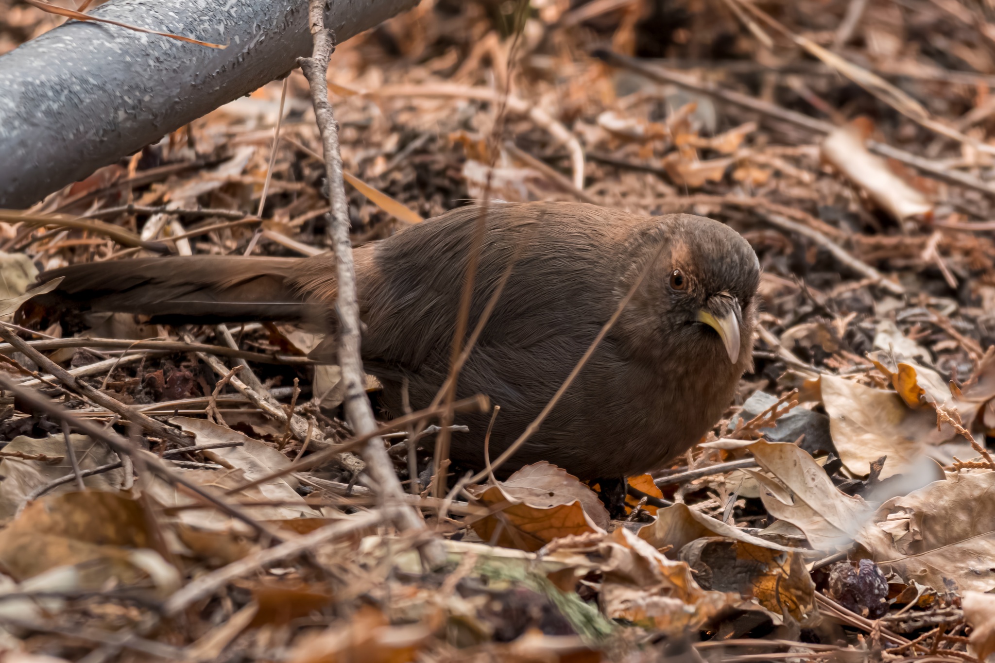 Plain Laughingthrush