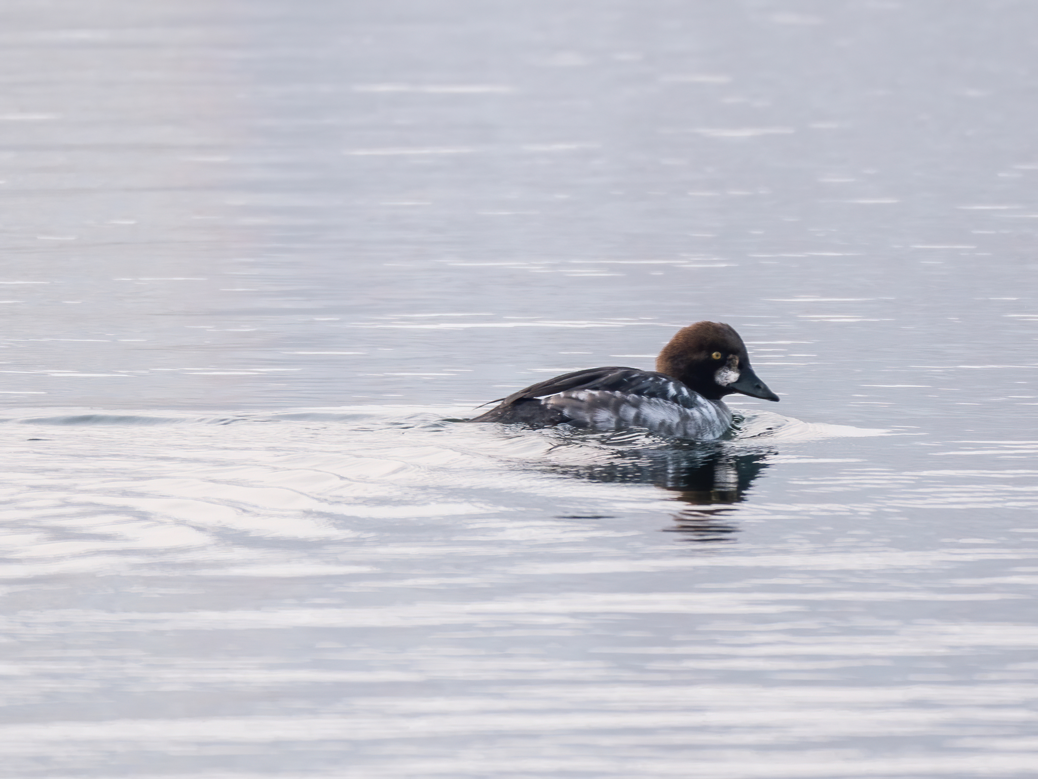Common Goldeneye
