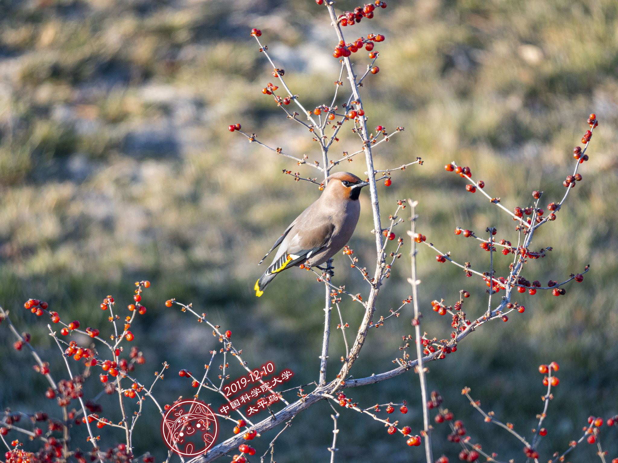 Bohemian Waxwing
