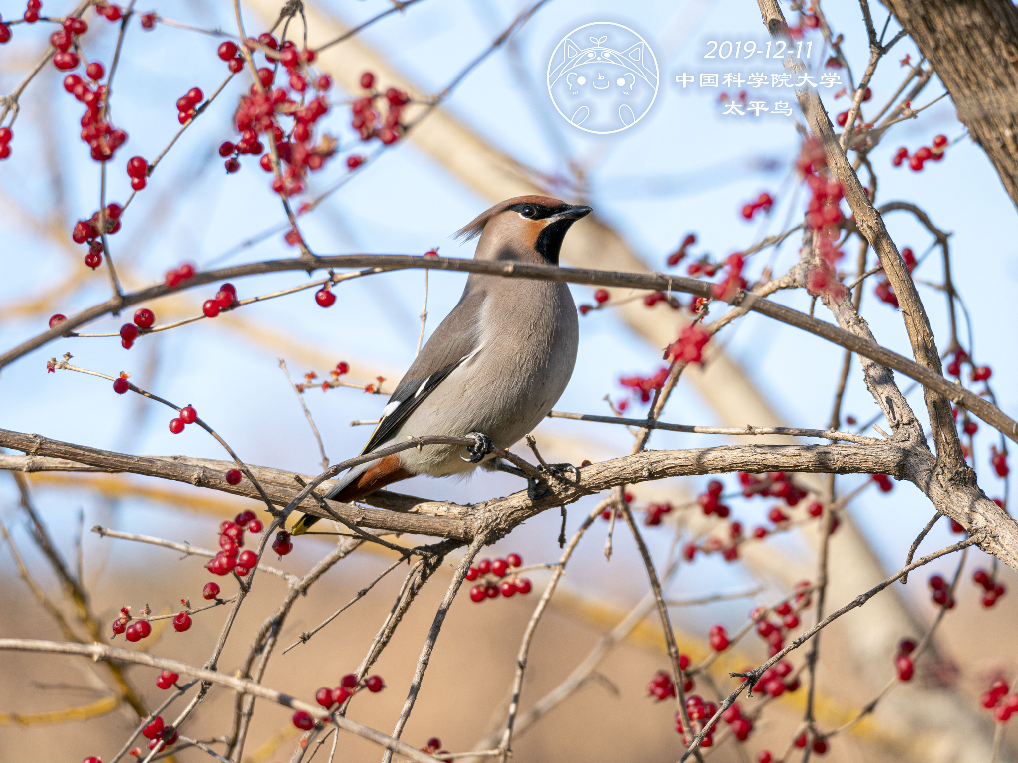 Bohemian Waxwing