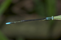 Aciagrion hisopa