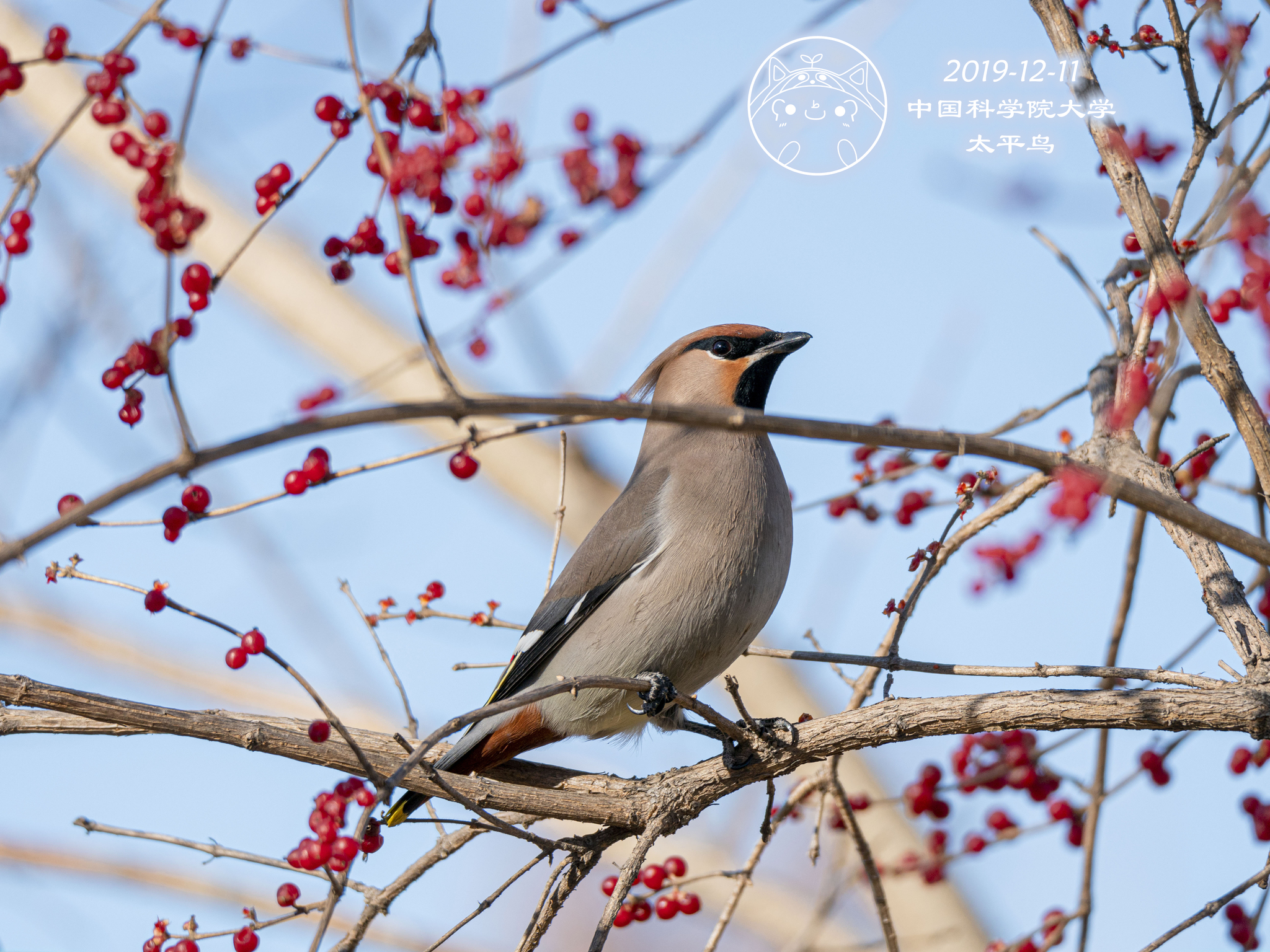 Bohemian Waxwing