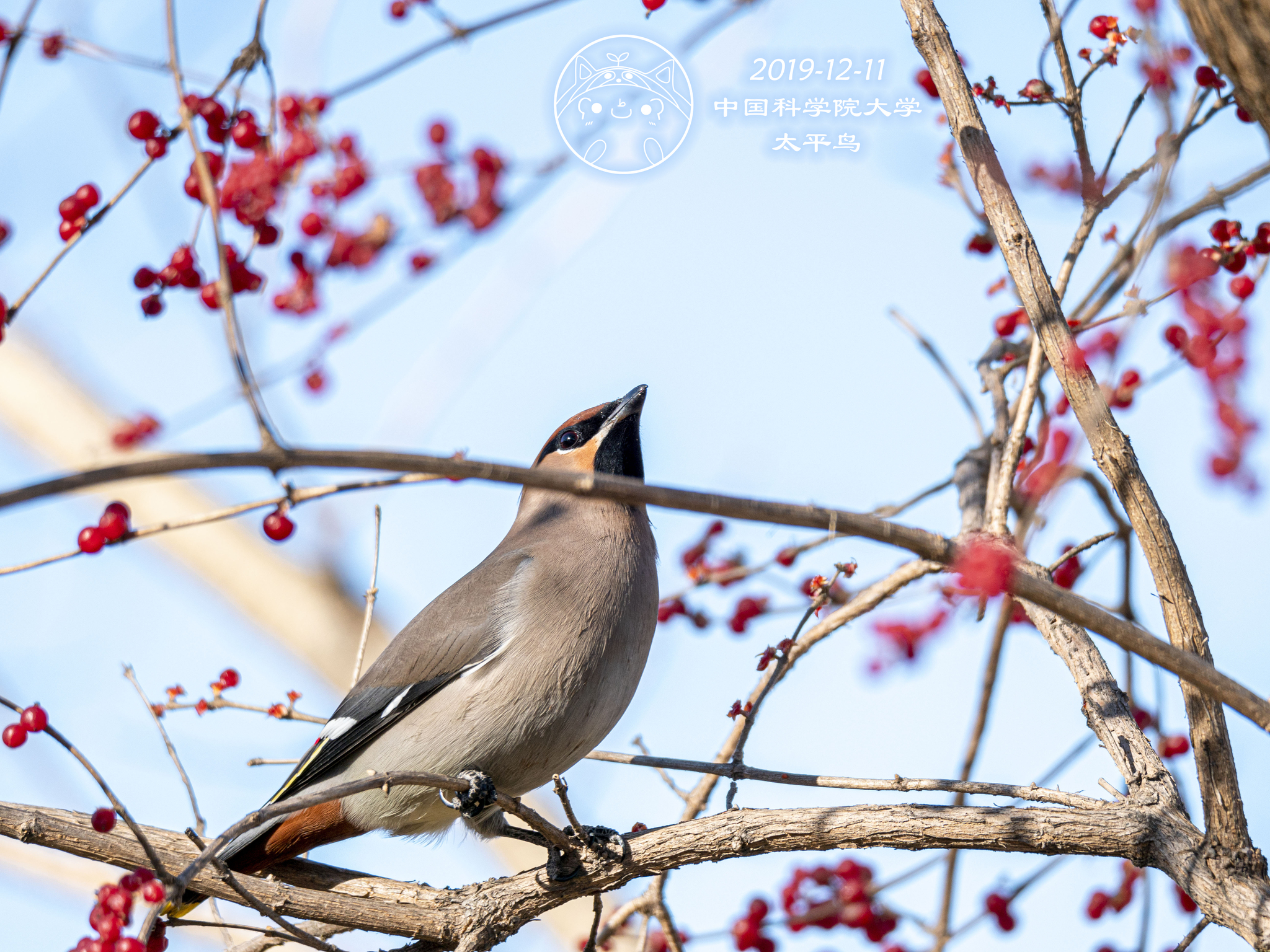 Bohemian Waxwing