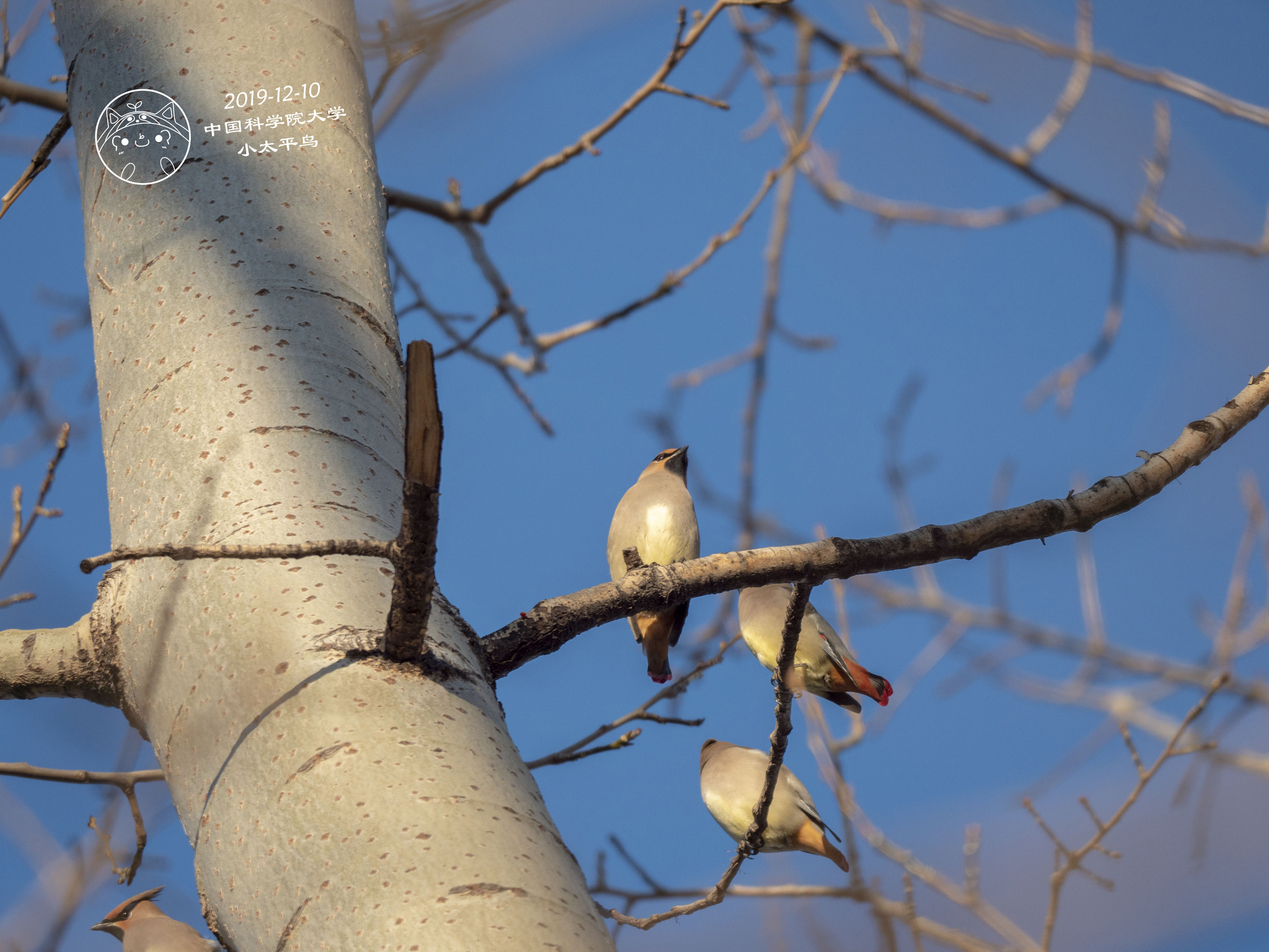 Japanese Waxwing