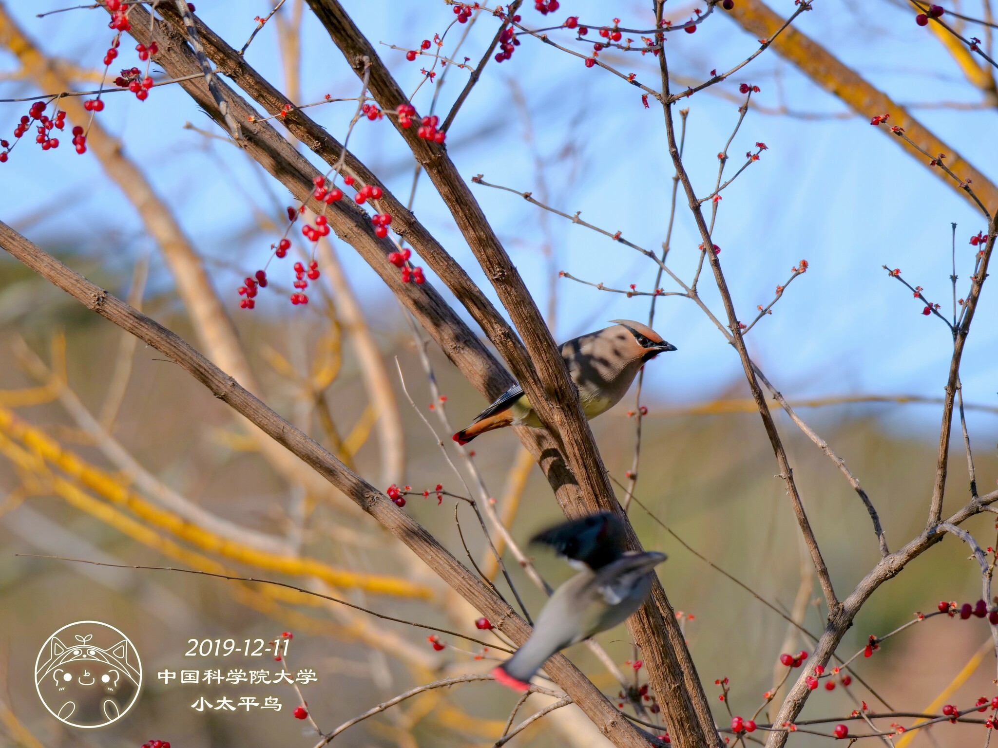 Japanese Waxwing