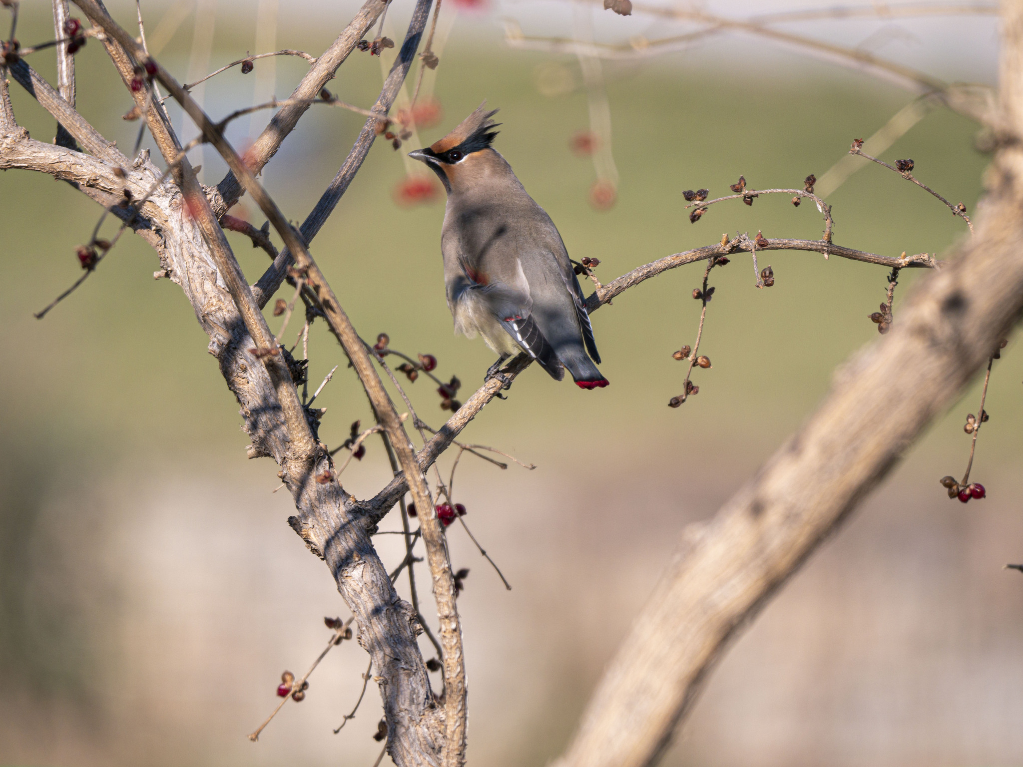 Japanese Waxwing
