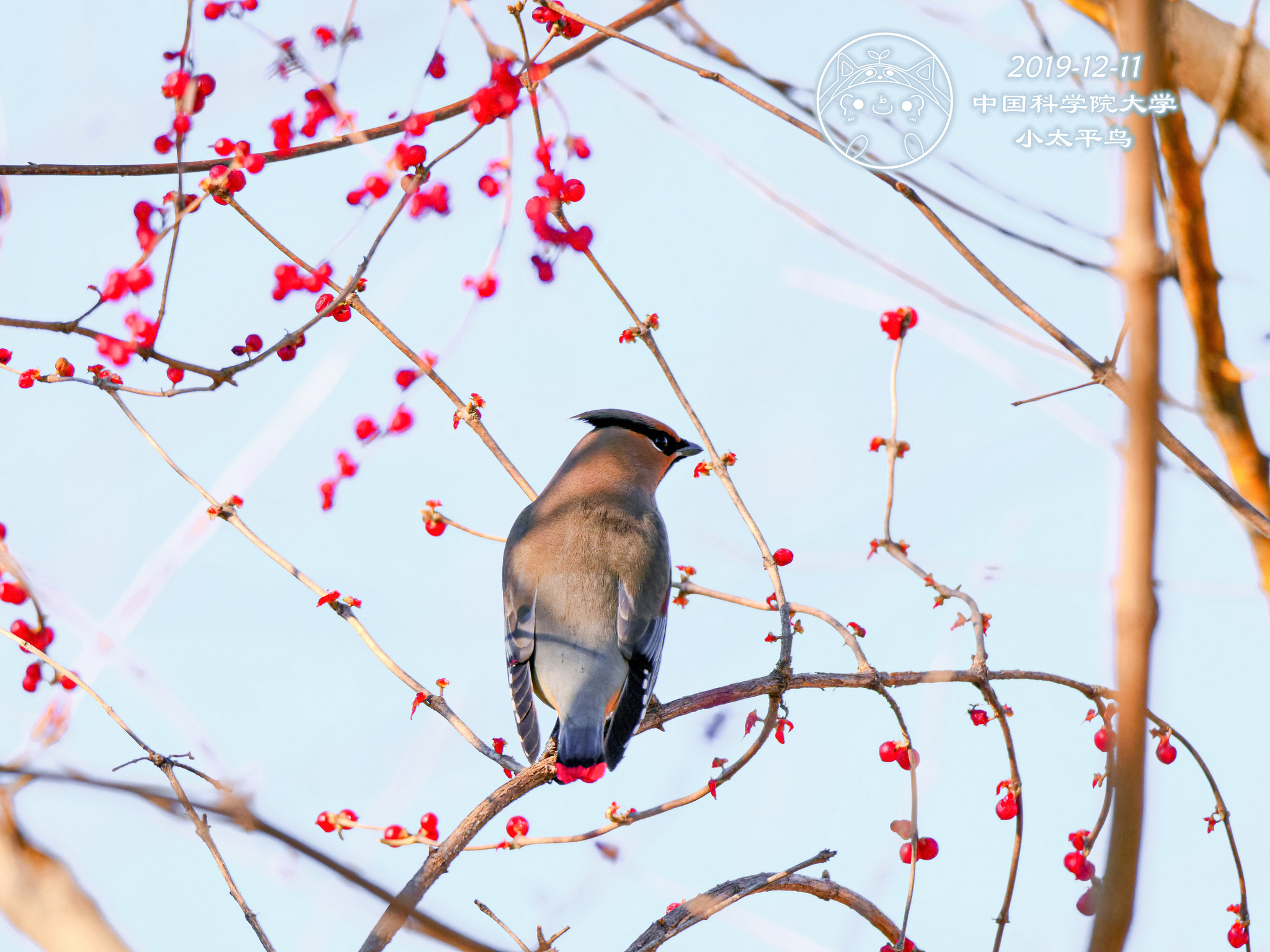 Japanese Waxwing