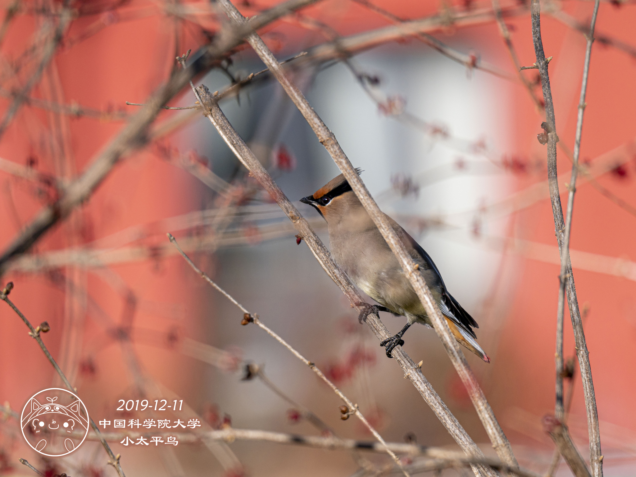 Japanese Waxwing