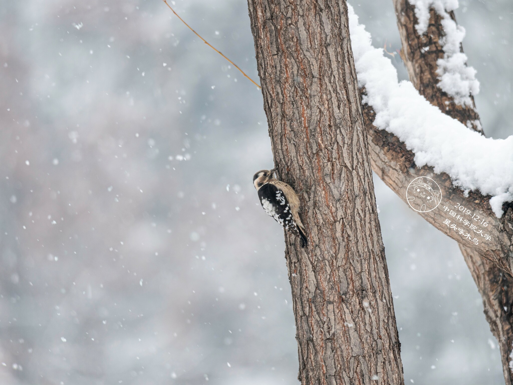 Grey-capped Pygmy Woodpecker