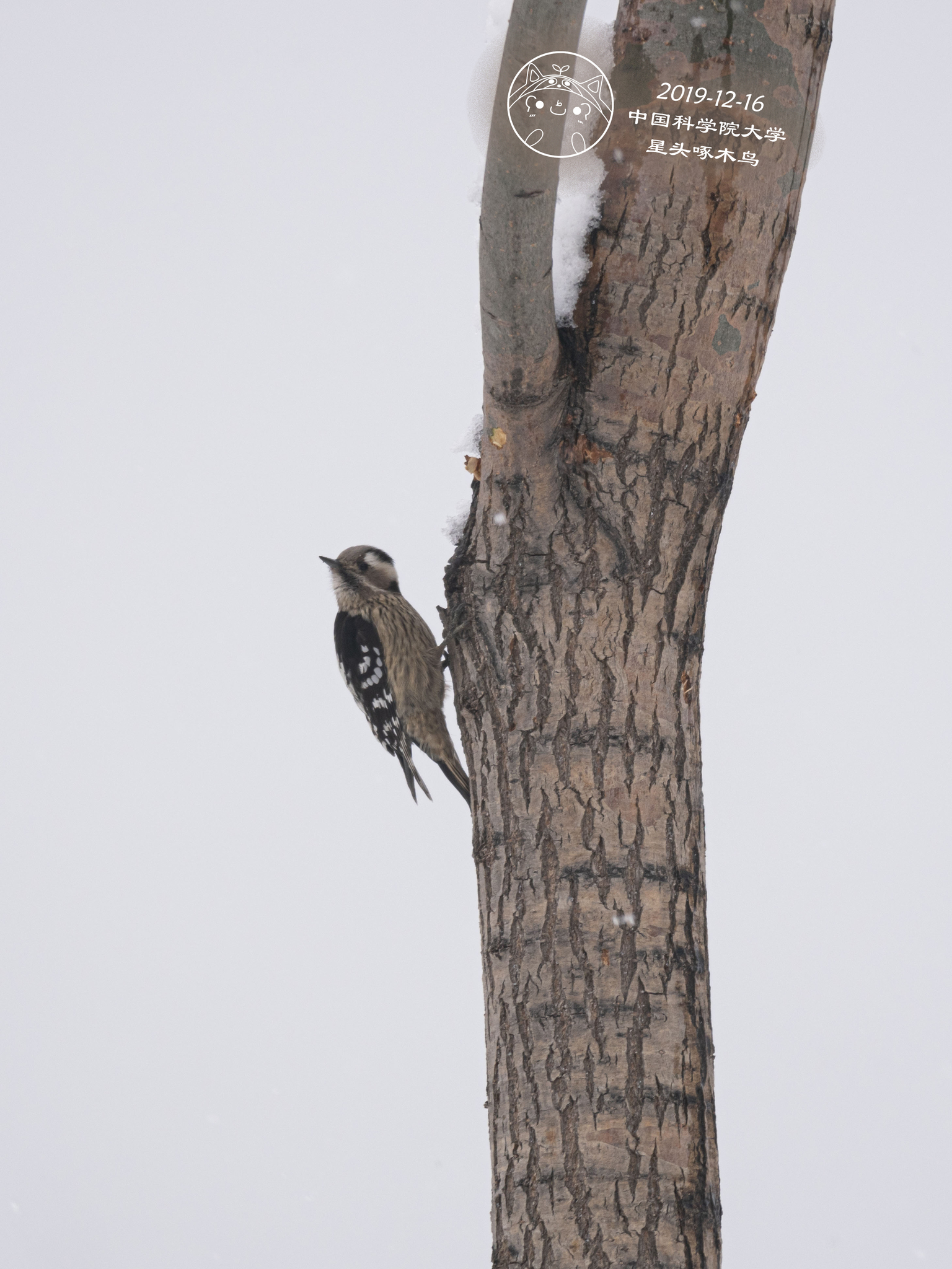 Grey-capped Pygmy Woodpecker