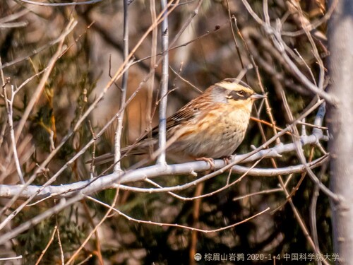 Siberian Accentor (Prunella montanella), photo 8