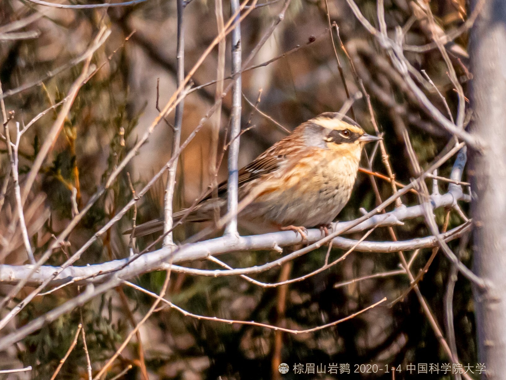 Siberian Accentor
