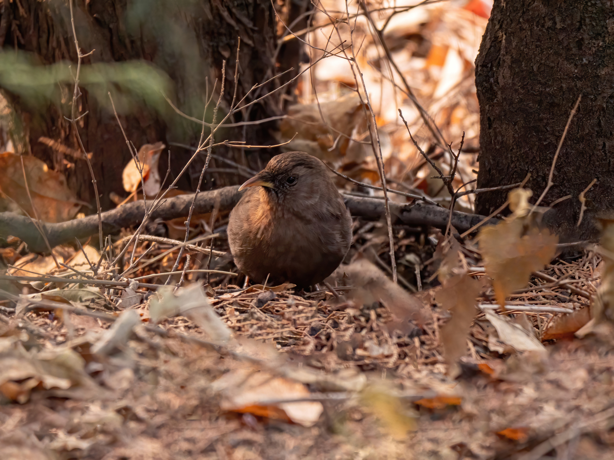 Plain Laughingthrush