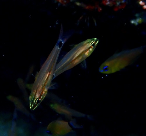 Meteor cardinalfish (Ostorhinchus selas) — Apogonidae