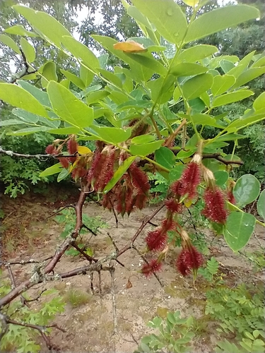Robinia hispida