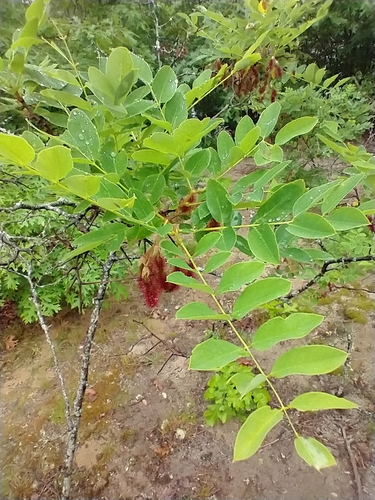 Robinia hispida