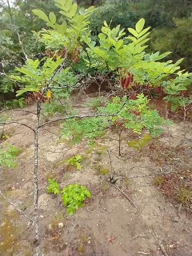 Robinia hispida