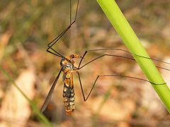 Leptotarsus clavatus