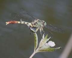 Arigomphus submedianus