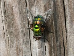Chrysorutilia