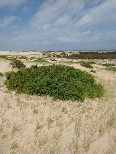 northern bayberry (Morella pensylvanica)