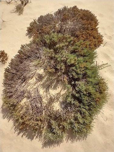 woolly beachheather (Hudsonia tomentosa)