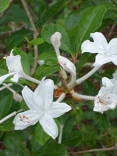 Rhododendron viscosum
