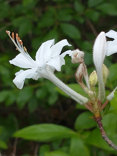 Rhododendron viscosum