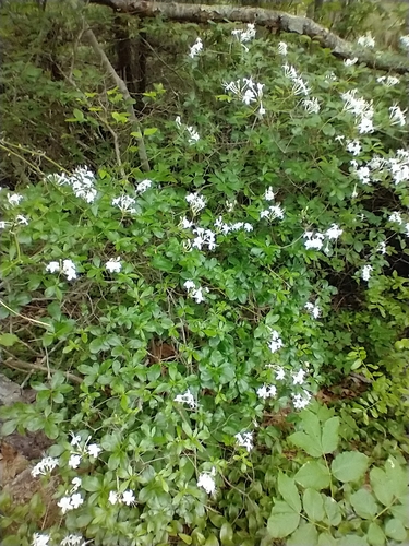 Rhododendron viscosum