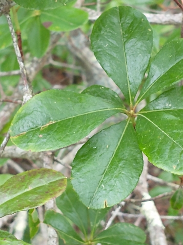 Rhododendron viscosum