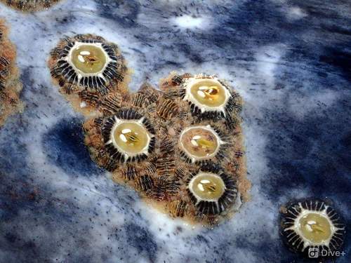 Cryptolepas rhachianecti Dall, 1872