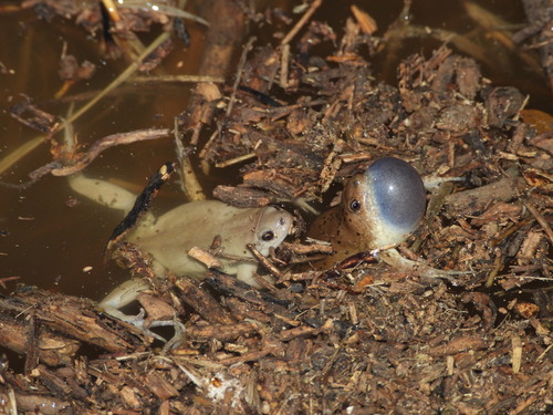 Western Narrow-mouthed Toad