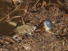 Great Plains Narrow-Mouthed Toad photo 2