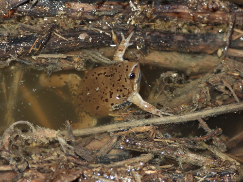 Western Narrow-mouthed Toad