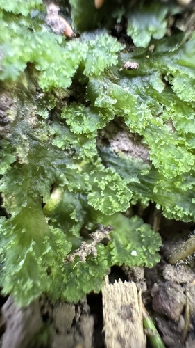 čertík karolínsky (Phaeoceros carolinianus)