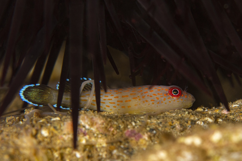 Lined clingfish (Gobiesox eugrammus) — Gobiesocidae