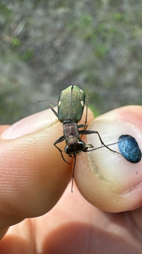 svižník malý (Cylindera germanica)