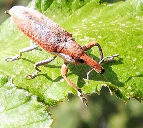 Elongated Bean Weevil photo 4