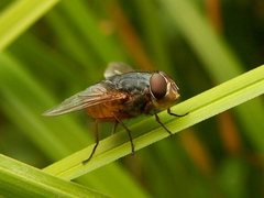 Calliphora augur