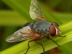 Calliphora augur