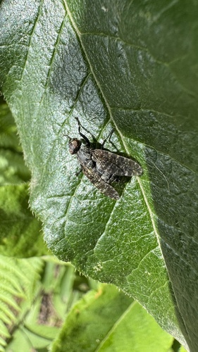 temnuška čiernonohá (Platystoma seminationis)