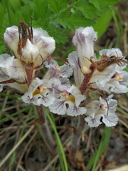 Orobanche crenata