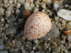Manorina melanocephala