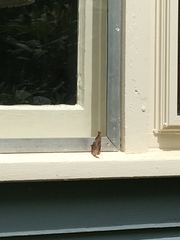 Polygonia interrogationis