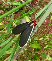 Ctenucha multifaria