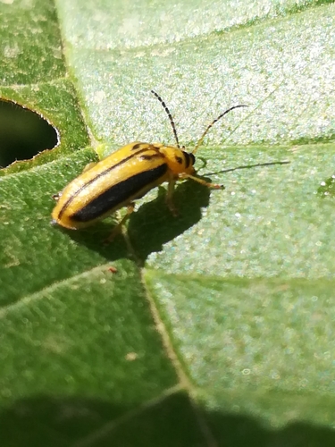 Elm leaf beetle